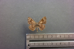 Calephelis argyrodines