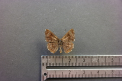 Calephelis argyrodines