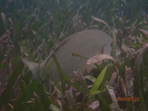 Plectorhinchus schotaf observed 2025-07-22