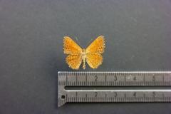 Calephelis argyrodines