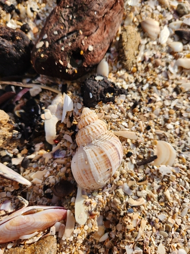 Austrofusus chathamensis, 2025-08-15