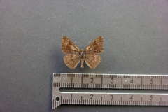 Calephelis argyrodines