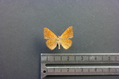 Calephelis argyrodines