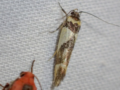 Macrobathra chrysotoxa