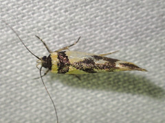 Macrobathra chrysotoxa