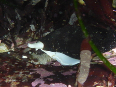 Atrimitra idae