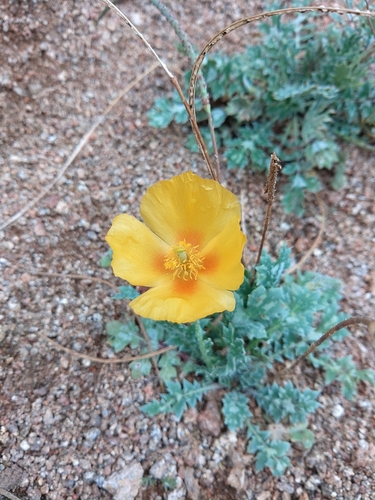 Glaucium squamigerum (Glaucium squamigerum)