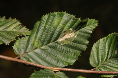Phyllonorycter esperella