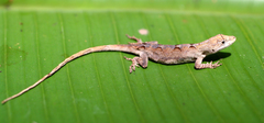Anolis laeviventris
