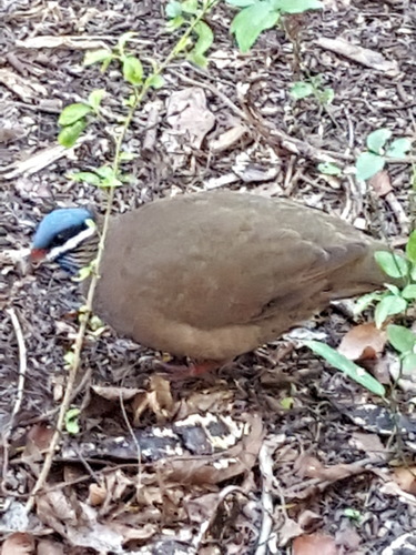 Blue-headed Quail-Dove