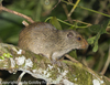 Long-tailed Spiny Tree Rat - Photo (c) Jane Kempler &amp; Andrew Goldby Freelance, some rights reserved (CC BY-NC-ND), uploaded by Jane Kempler &amp; Andrew Goldby Freelance