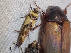 Macrobathra chrysotoxa