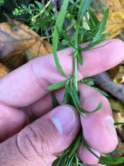 Lepidium virginicum virginicum