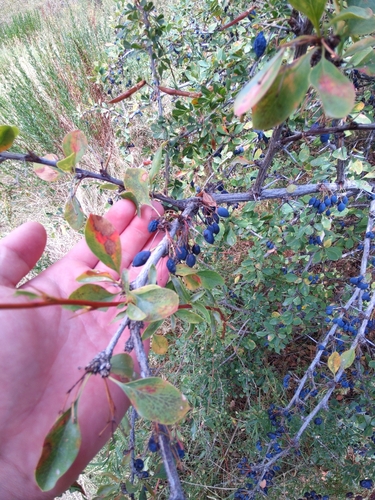 Berberis heteropoda, photograph 2