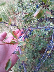 Berberis heteropoda, photograph Donald McAninch, CC BY, iNaturalist via GBIF