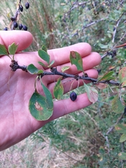 Berberis heteropoda