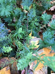 Lepidium virginicum virginicum