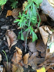 Lepidium virginicum virginicum