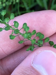 Lepidium virginicum virginicum