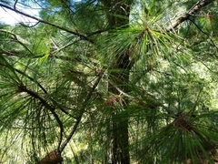 Pinus pseudostrobus