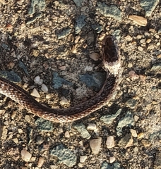 Cacophis harriettae