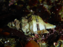 Urosalpinx subangulata