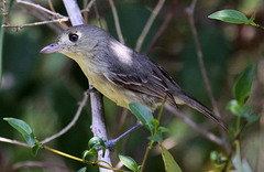 Vireo gundlachii
