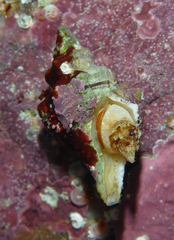 Urosalpinx subangulata