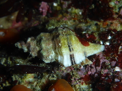 Urosalpinx subangulata