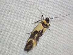 Macrobathra chrysotoxa