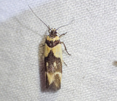 Macrobathra chrysotoxa