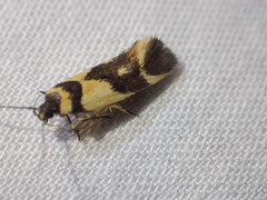 Macrobathra chrysotoxa