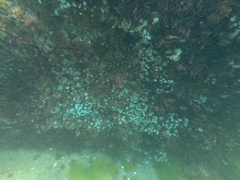 Actinothoe sphyrodeta