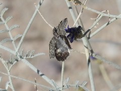 Chiomara georgina pelagica