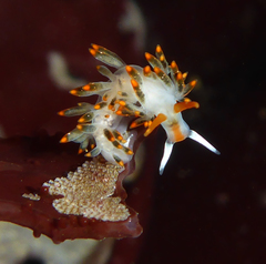 Diaphoreolis lagunae