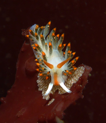 Diaphoreolis lagunae