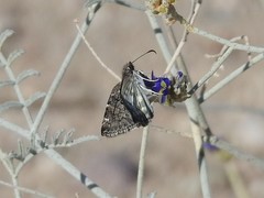 Chiomara georgina pelagica