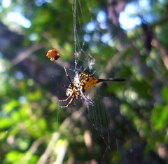 Gasteracantha remifera