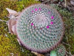 Mammillaria rhodantha fera-rubra