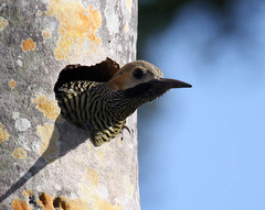 Colaptes fernandinae