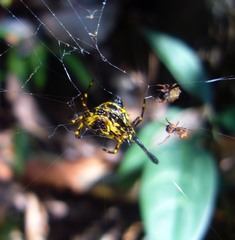 Gasteracantha remifera