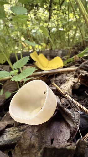 Sarcoscypha vassiljevae