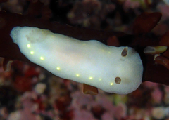 Cadlina flavomaculata