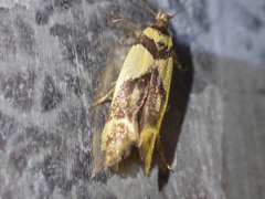 Macrobathra chrysotoxa