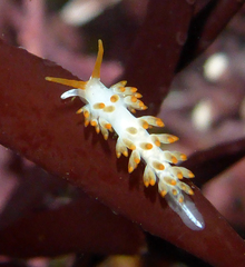 Diaphoreolis lagunae