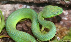 Bothriechis guifarroi