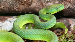 Bothriechis guifarroi