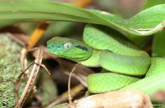 Bothriechis guifarroi