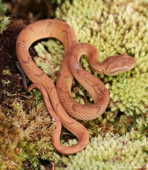 Bothriechis guifarroi