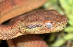 Bothriechis guifarroi